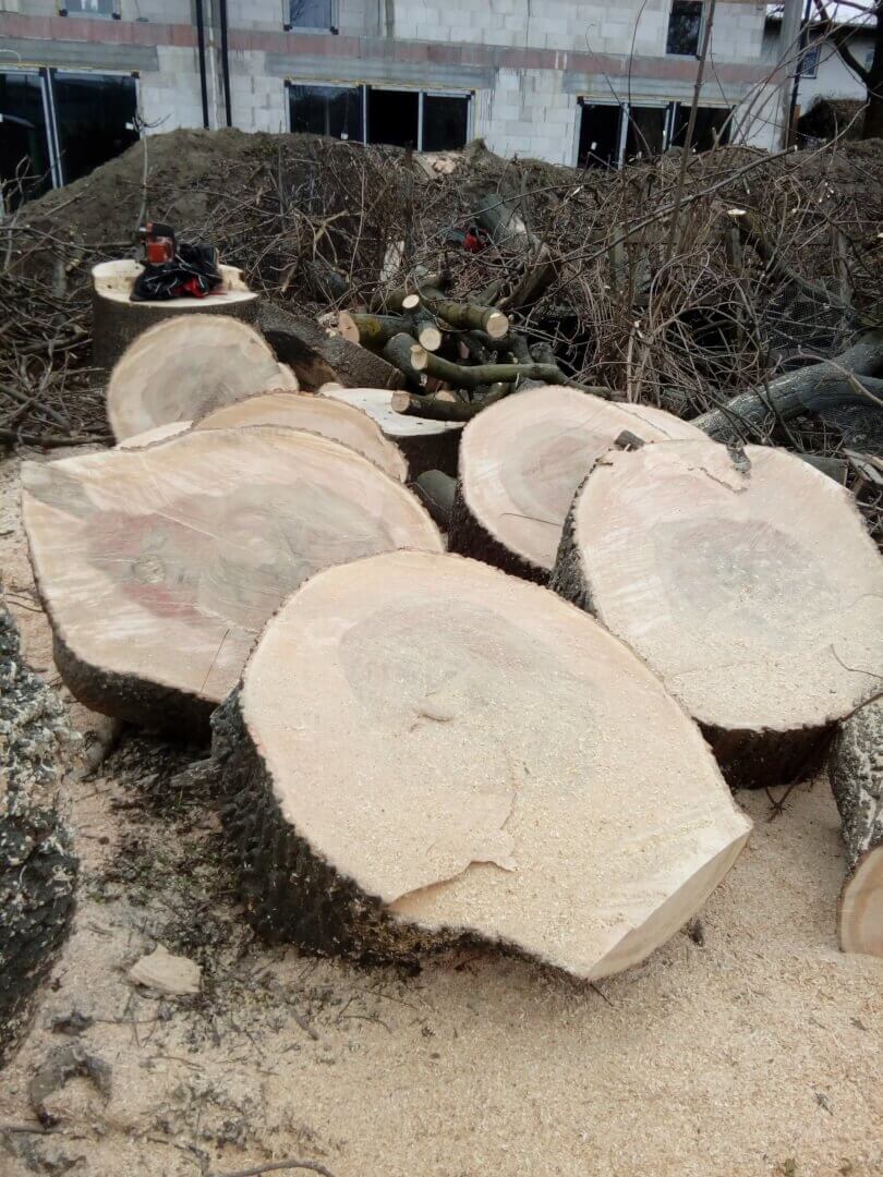 usuwanie wiatrołomów warszawa