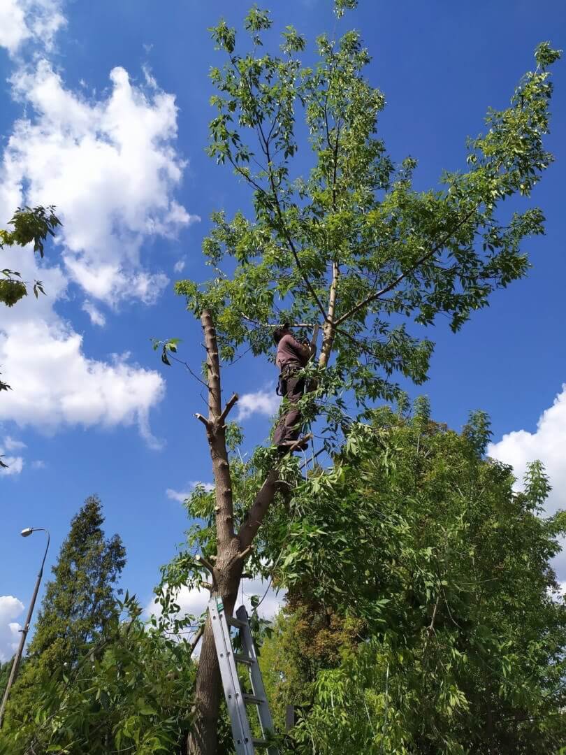 wycinka alpinistyczna warszawa
