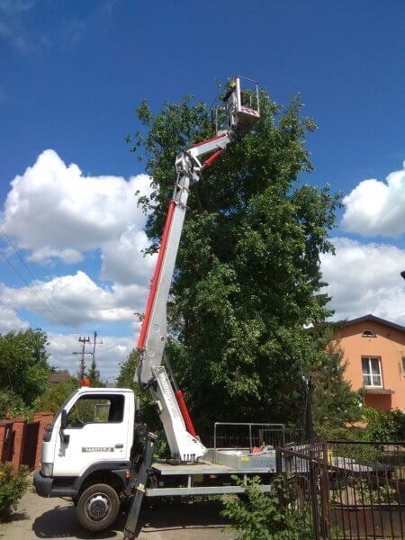 wycinanie drzewa z podnośnika