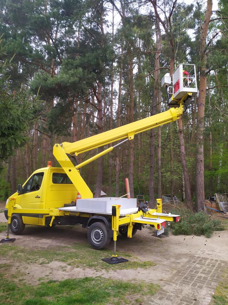 wycinka drzew z podnośnika